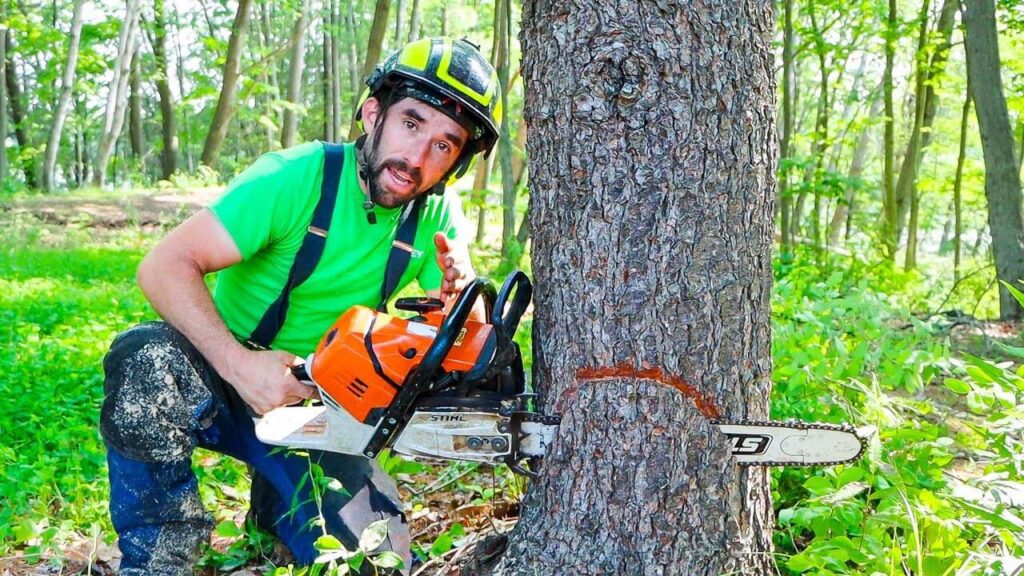 tree cutting