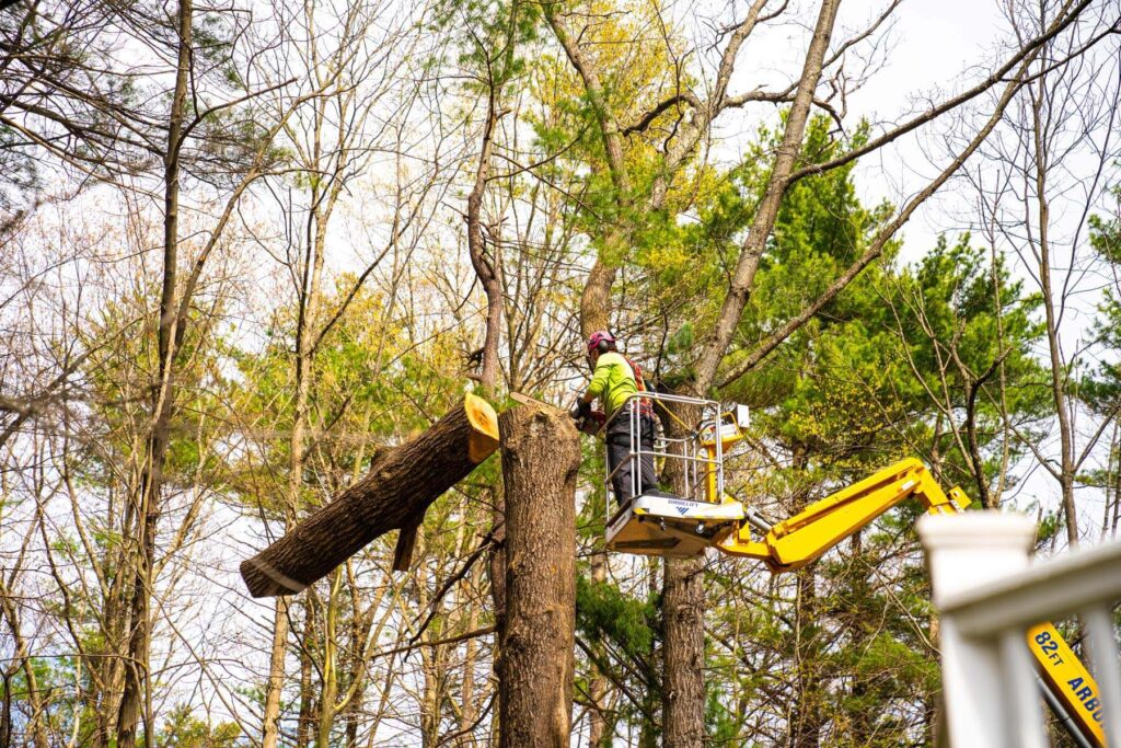 tree cutting