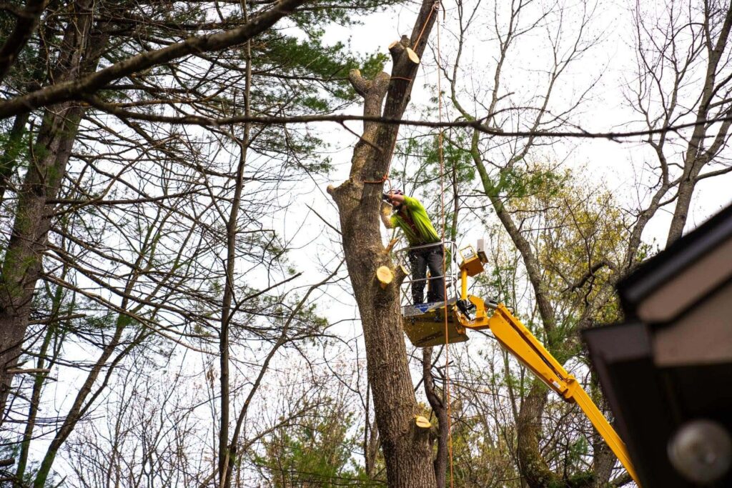 tree cutting