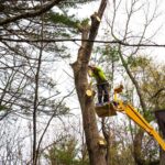 tree cutting