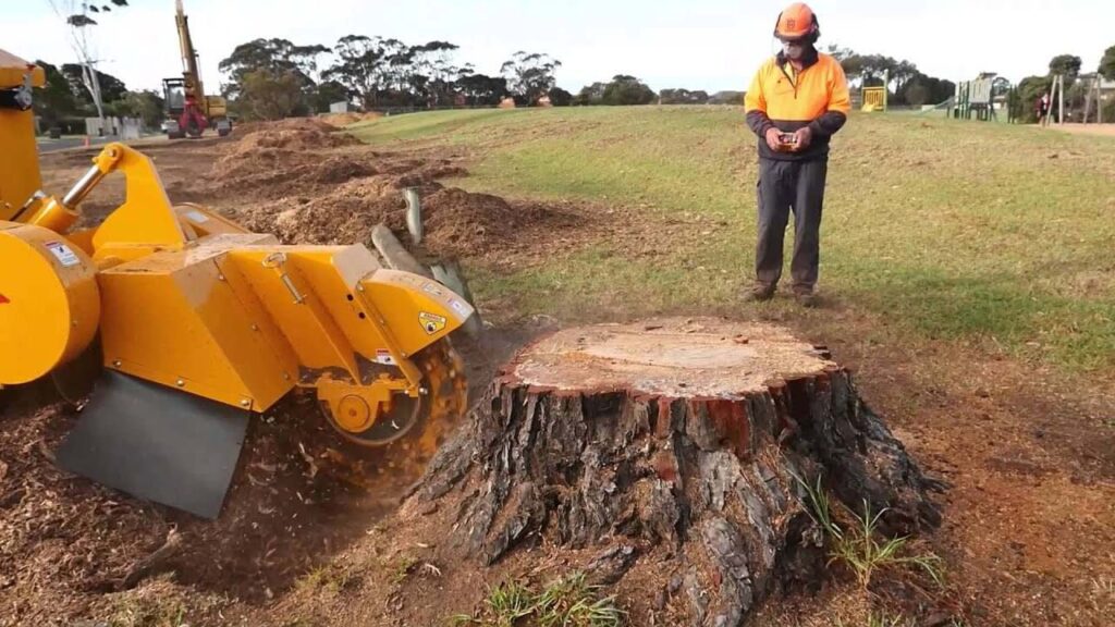 tree stump removal
