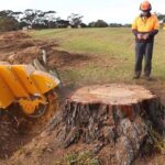 tree stump removal